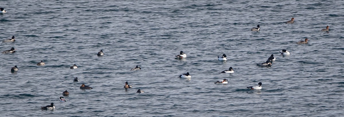 Сэвгэр бохио - ML407822791