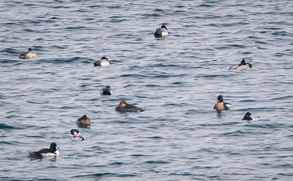 Сэвгэр бохио - ML407822811