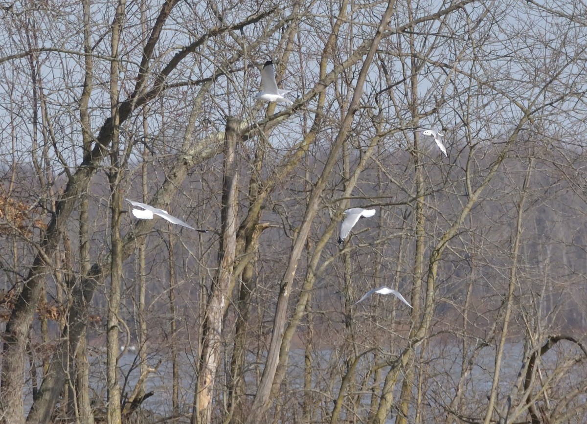 Ring-billed Gull - ML407823431