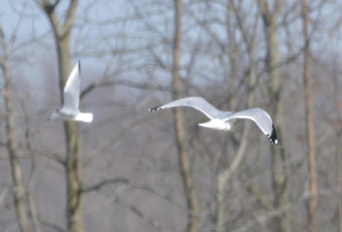 Ring-billed Gull - ML407823471