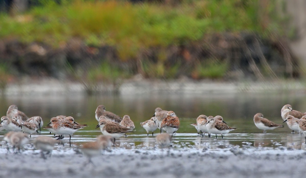 Dunlin - ML407823481