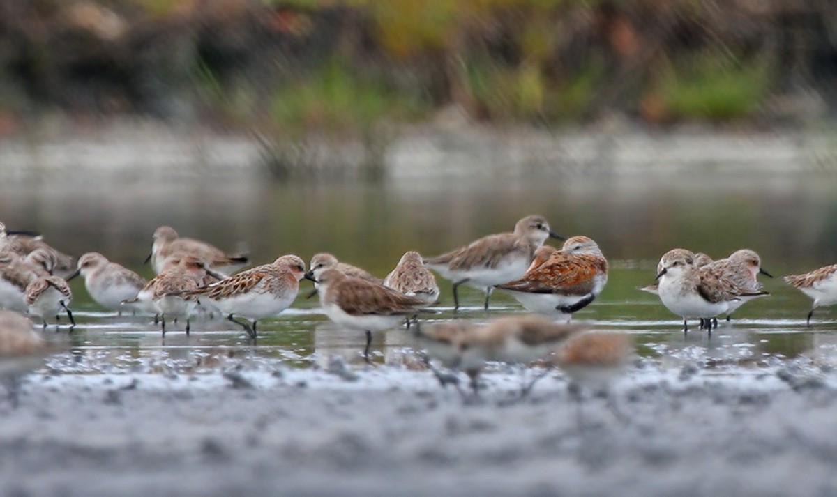 Dunlin - ML407823491