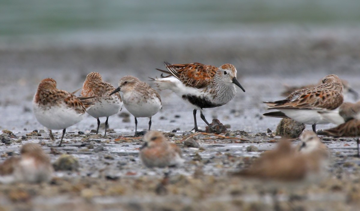 Dunlin - Dave Bakewell