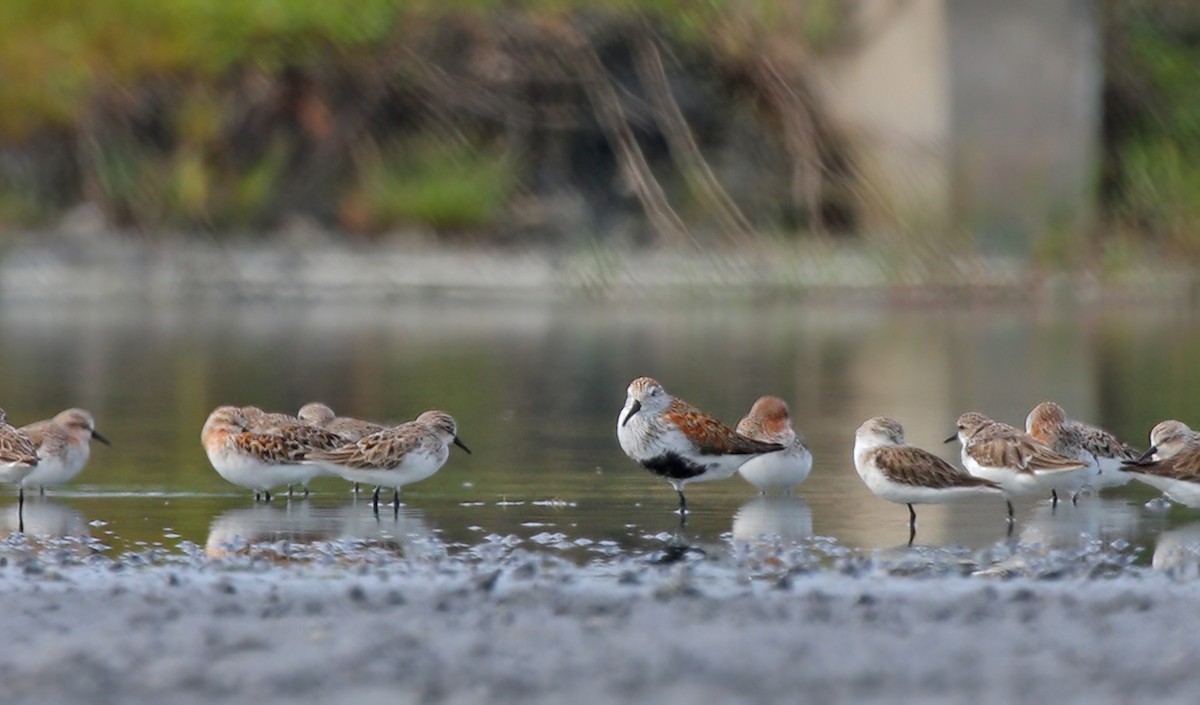 Dunlin - ML407823571