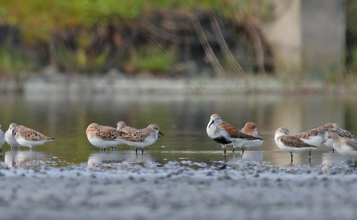 Dunlin - ML407823601