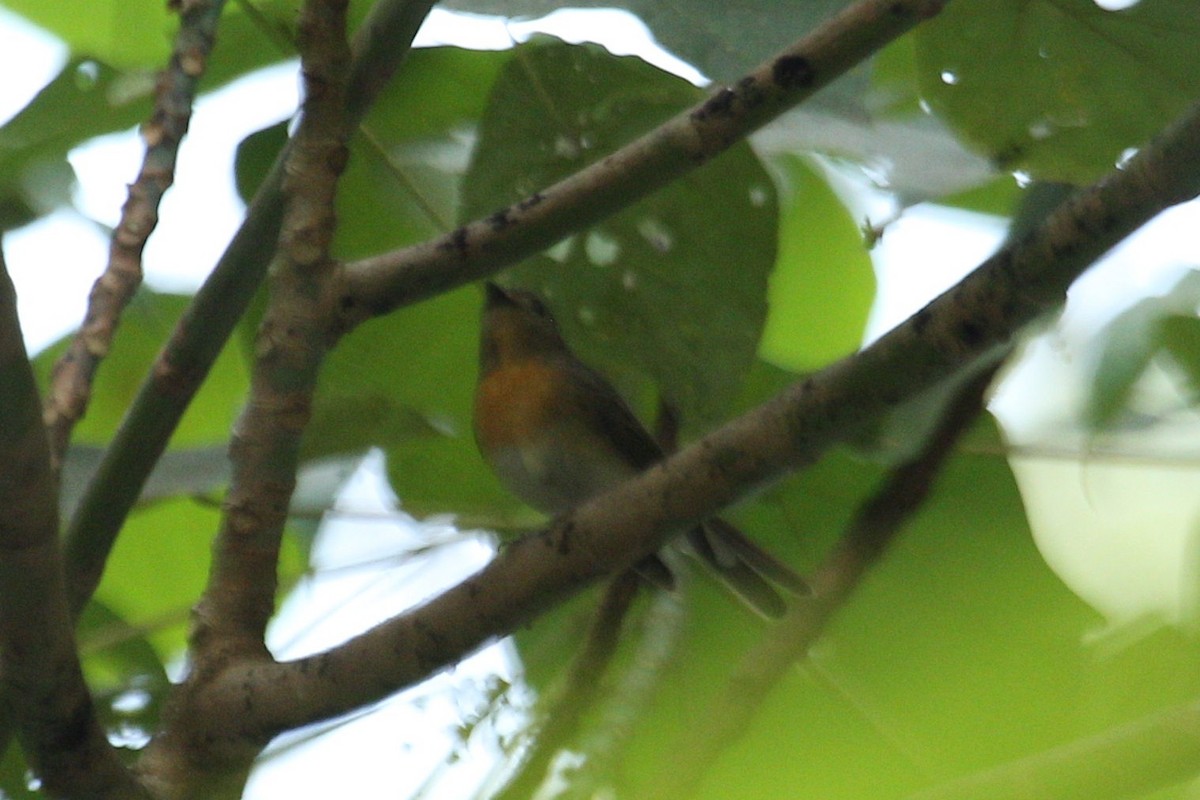 Blue-throated Flycatcher - ML407824311