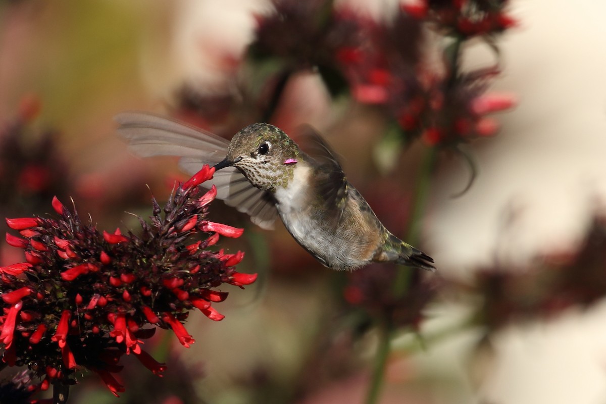 Calliope Hummingbird - Chris Rasmussen