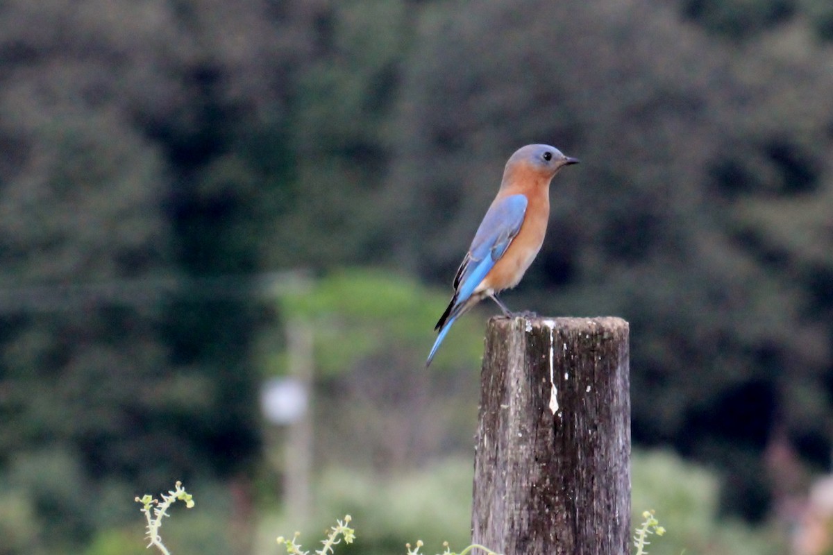 Eastern Bluebird - Chuck Gates