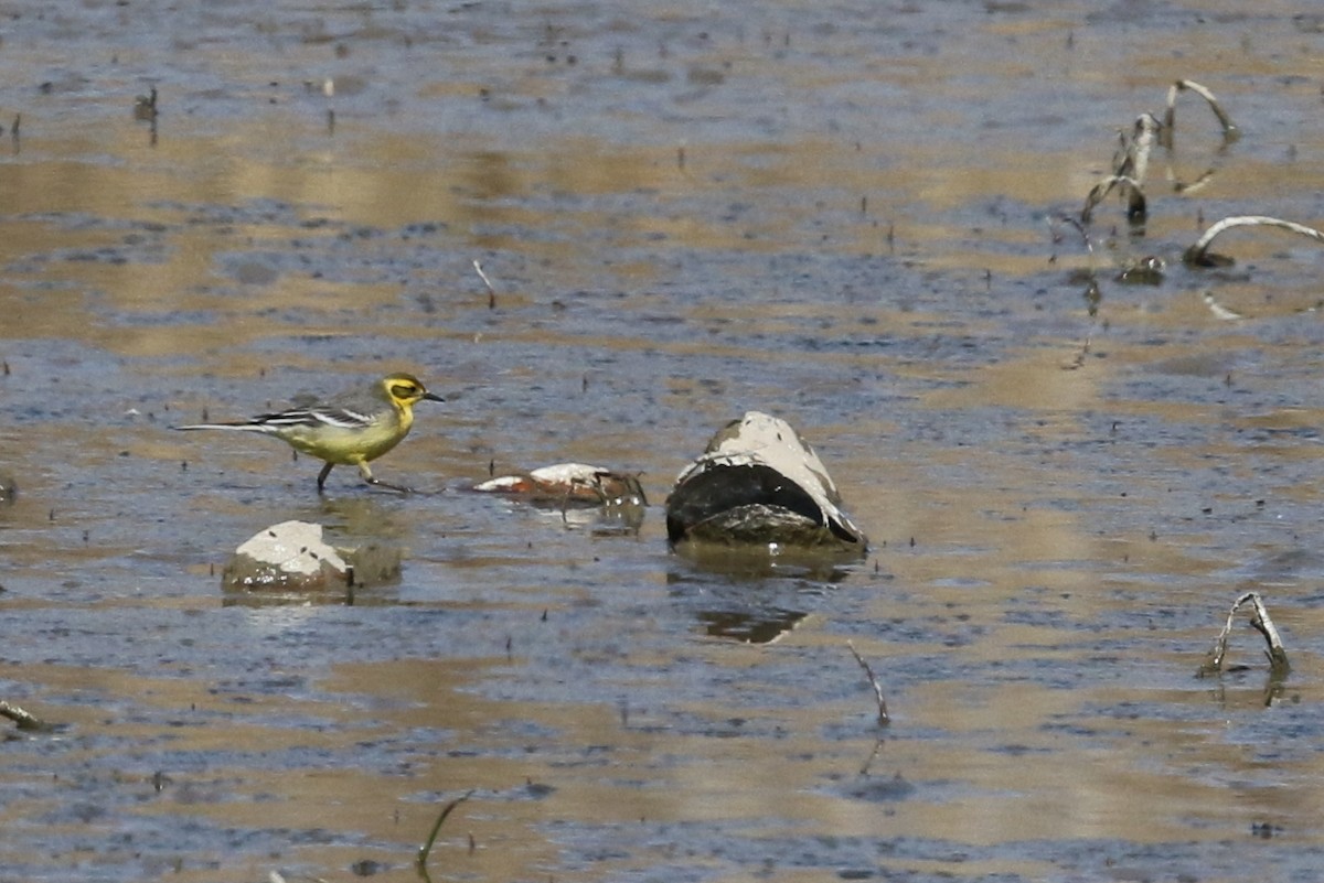 Citrine Wagtail - Wojciech Janecki