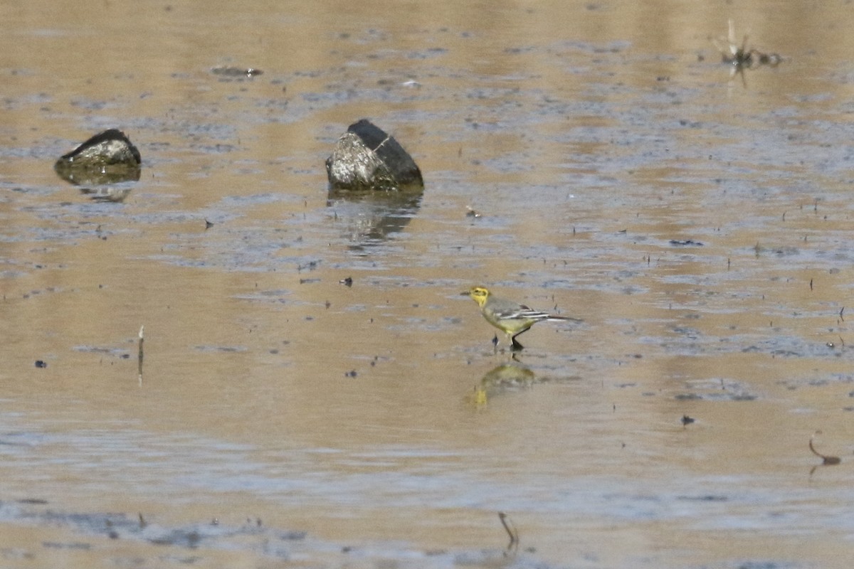 Citrine Wagtail - ML407826121