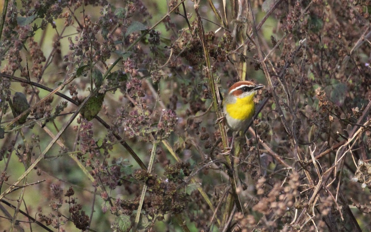 Rufous-capped Warbler - Chuck Gates