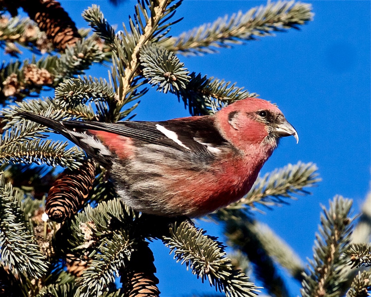 White-winged Crossbill - Jack & Holly Bartholmai