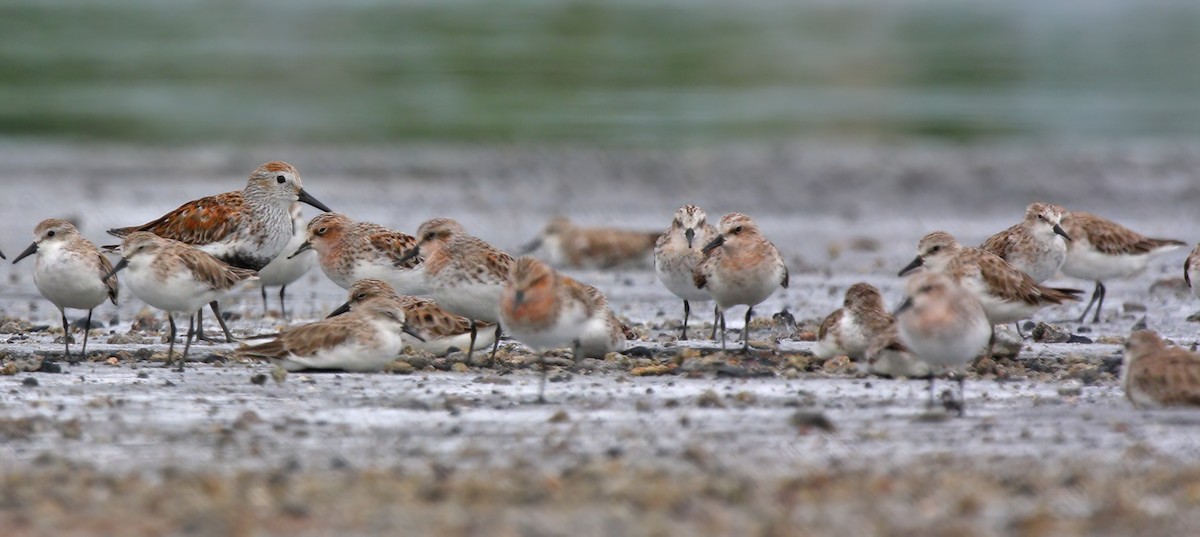 Dunlin - ML407826981