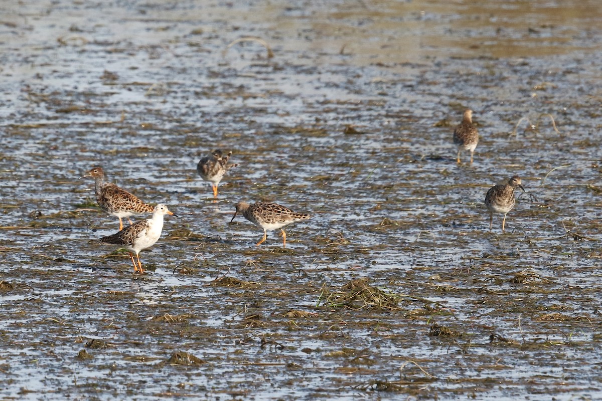 Combattant varié - ML407827721