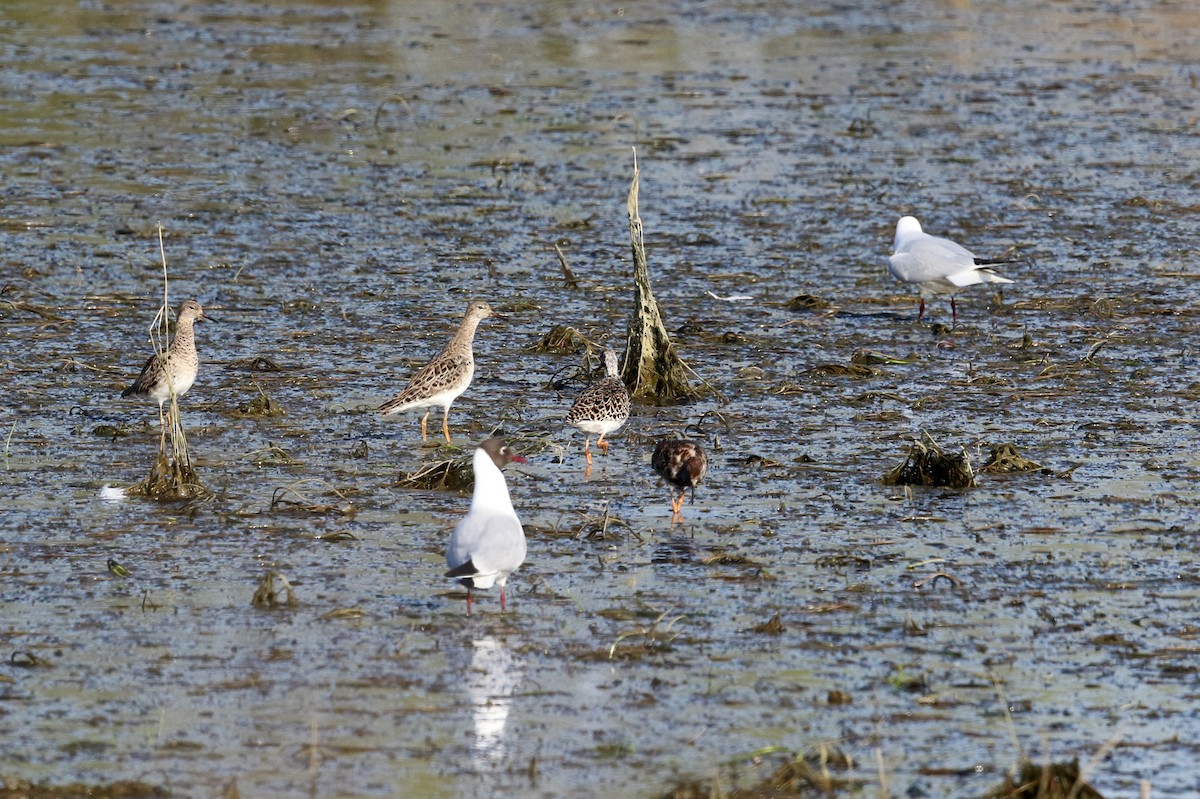 Kampfläufer - ML407827781