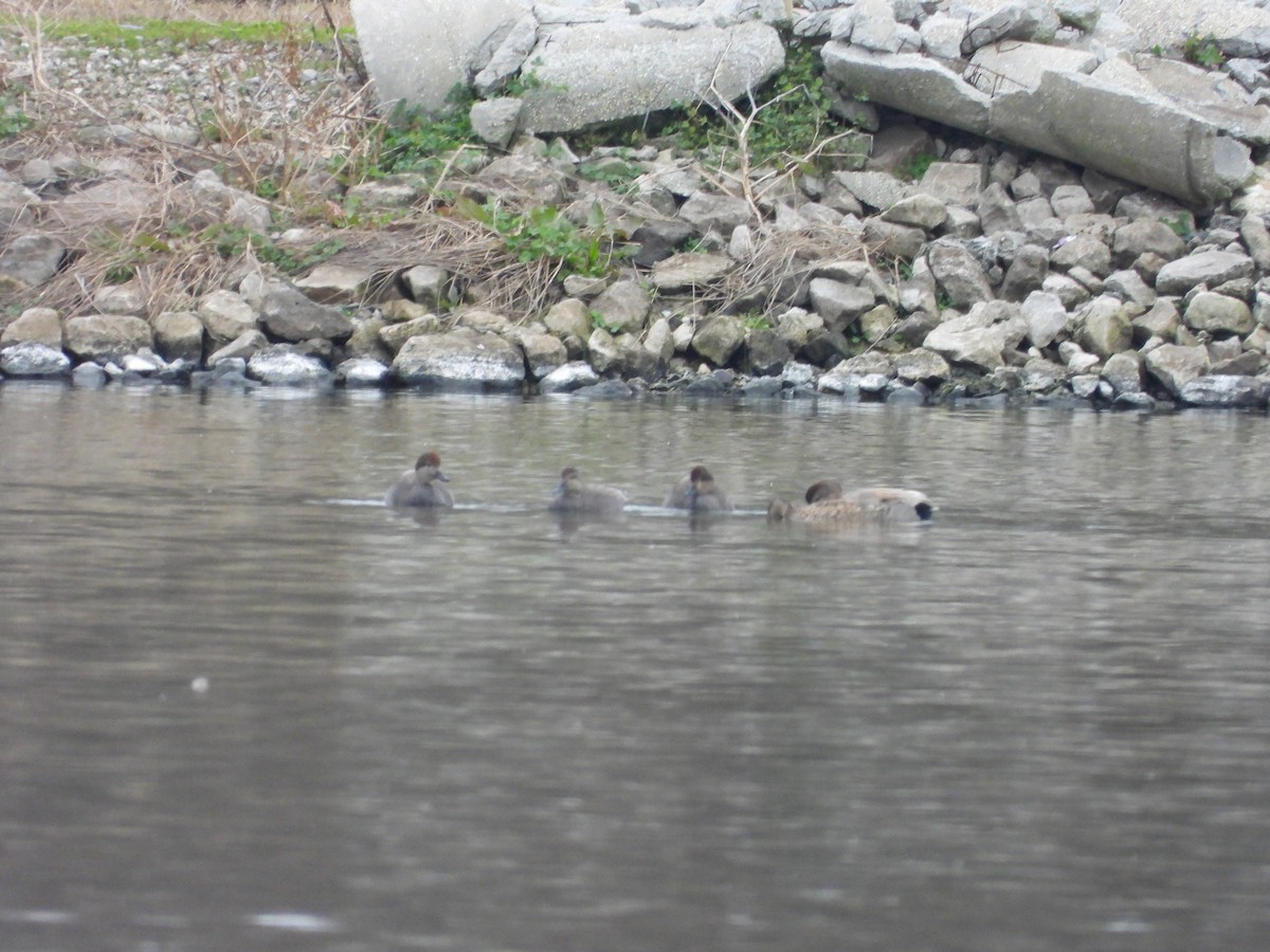 Gadwall - ML407828781