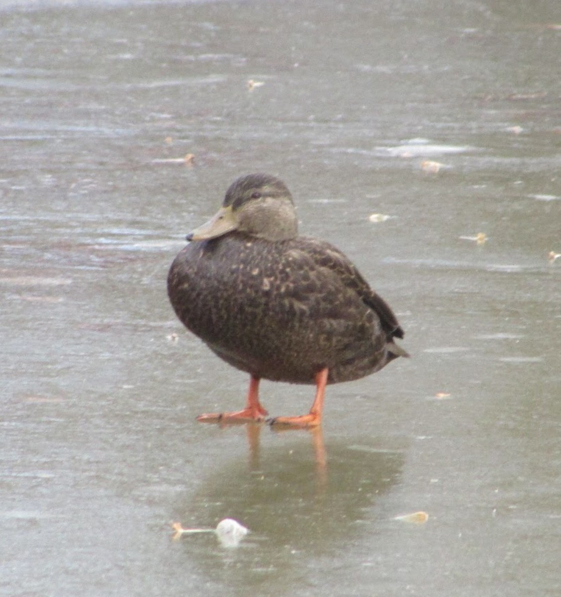 American Black Duck - ML407829181