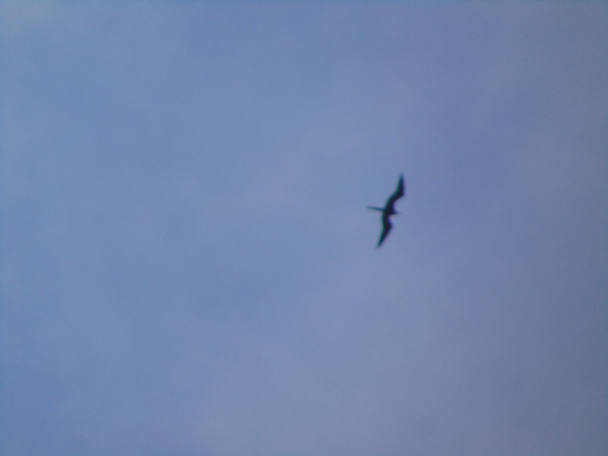 Magnificent Frigatebird - ML407829361