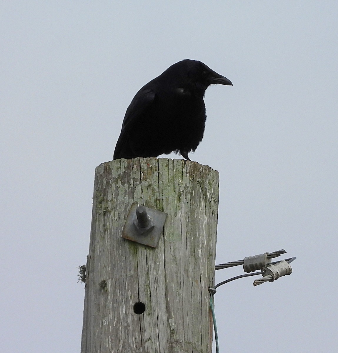 Fish Crow - ML407830881