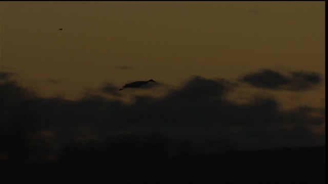 Sandhill Crane - ML407832