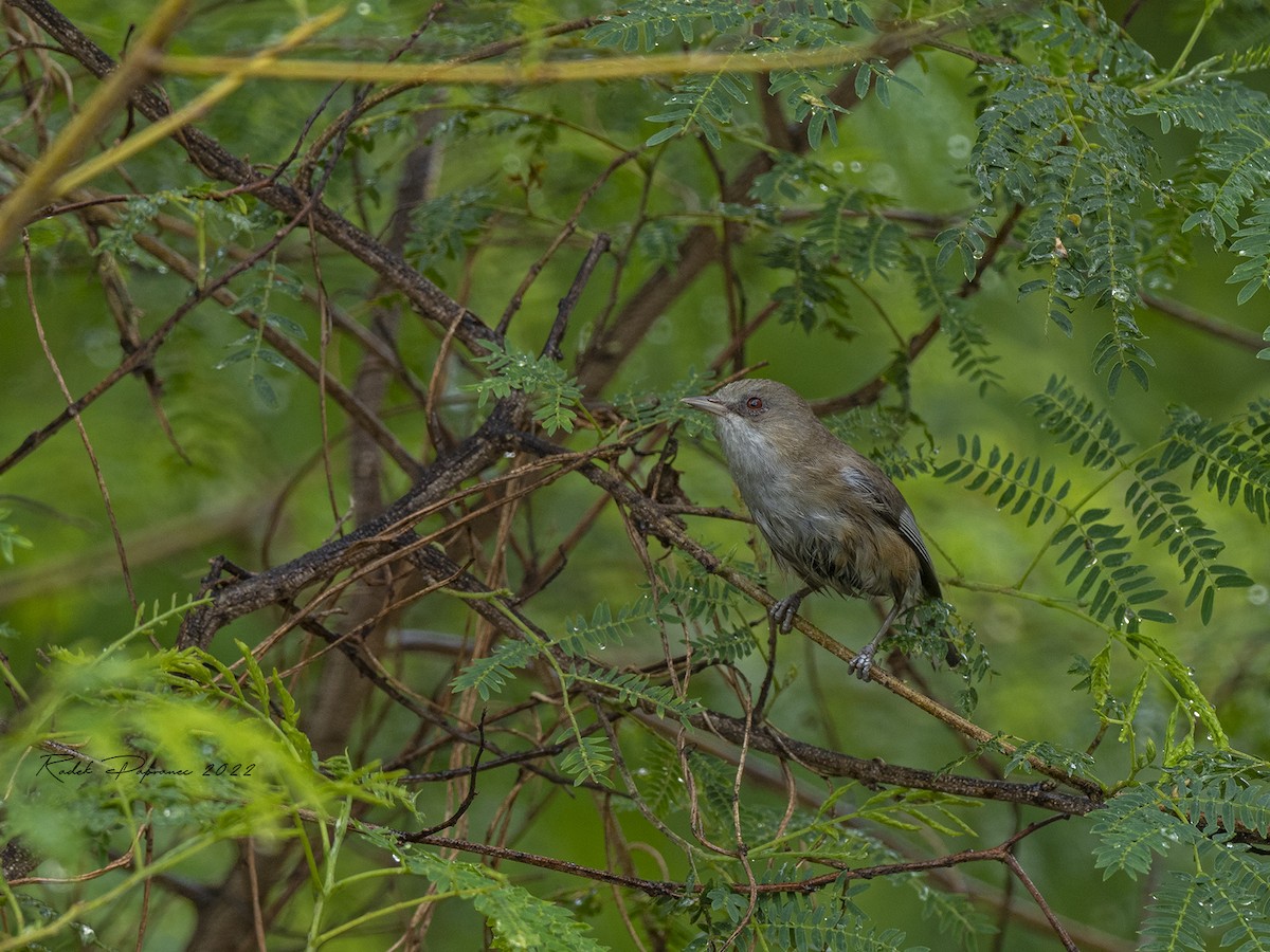 Reunion Gray White-eye - ML407832231