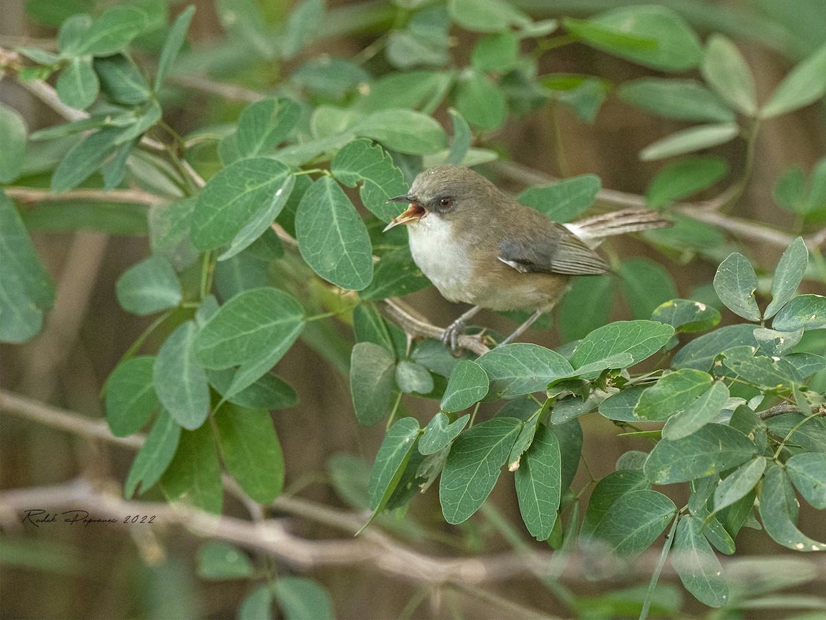 Reunion Gray White-eye - ML407832421