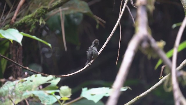 Green-fronted Lancebill - ML407833131