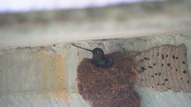 Green-fronted Lancebill - ML407833151