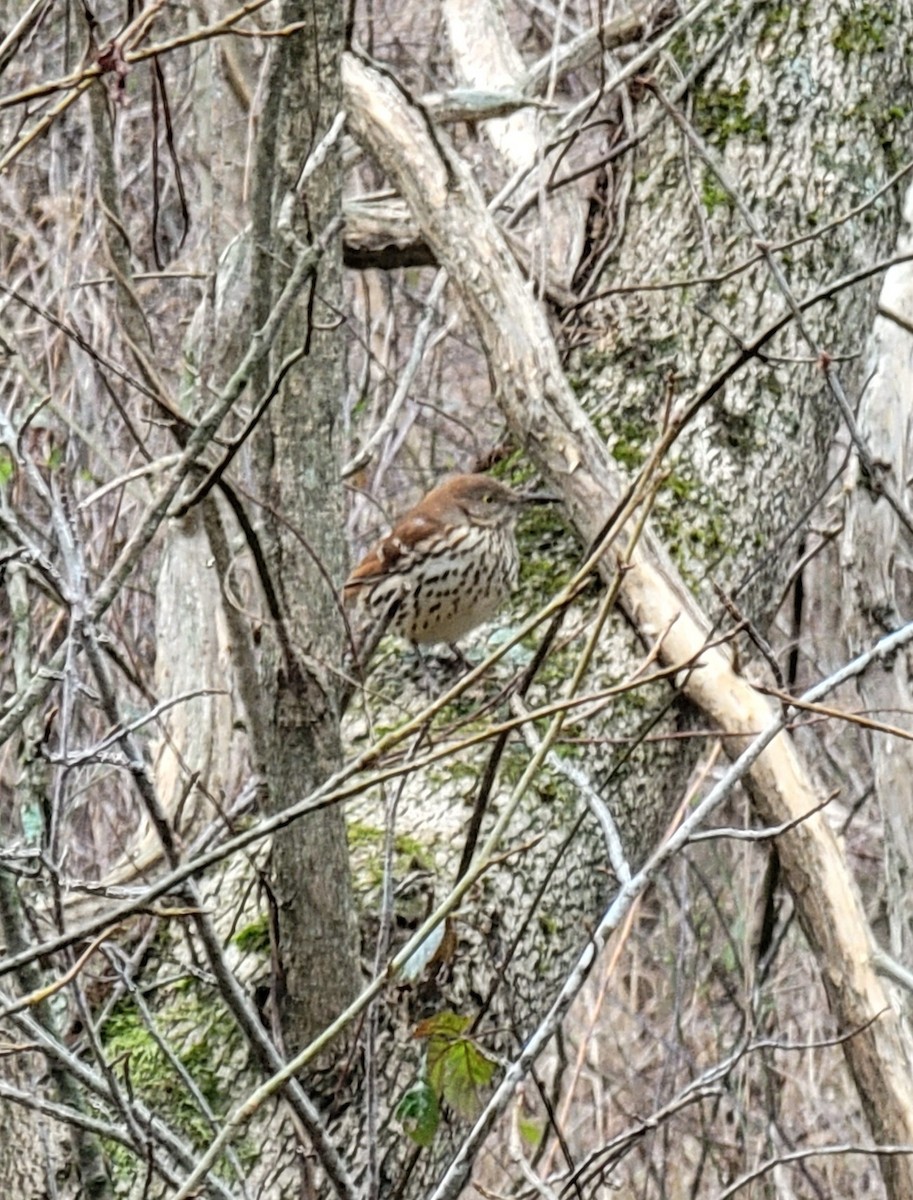 Brown Thrasher - ML407834521