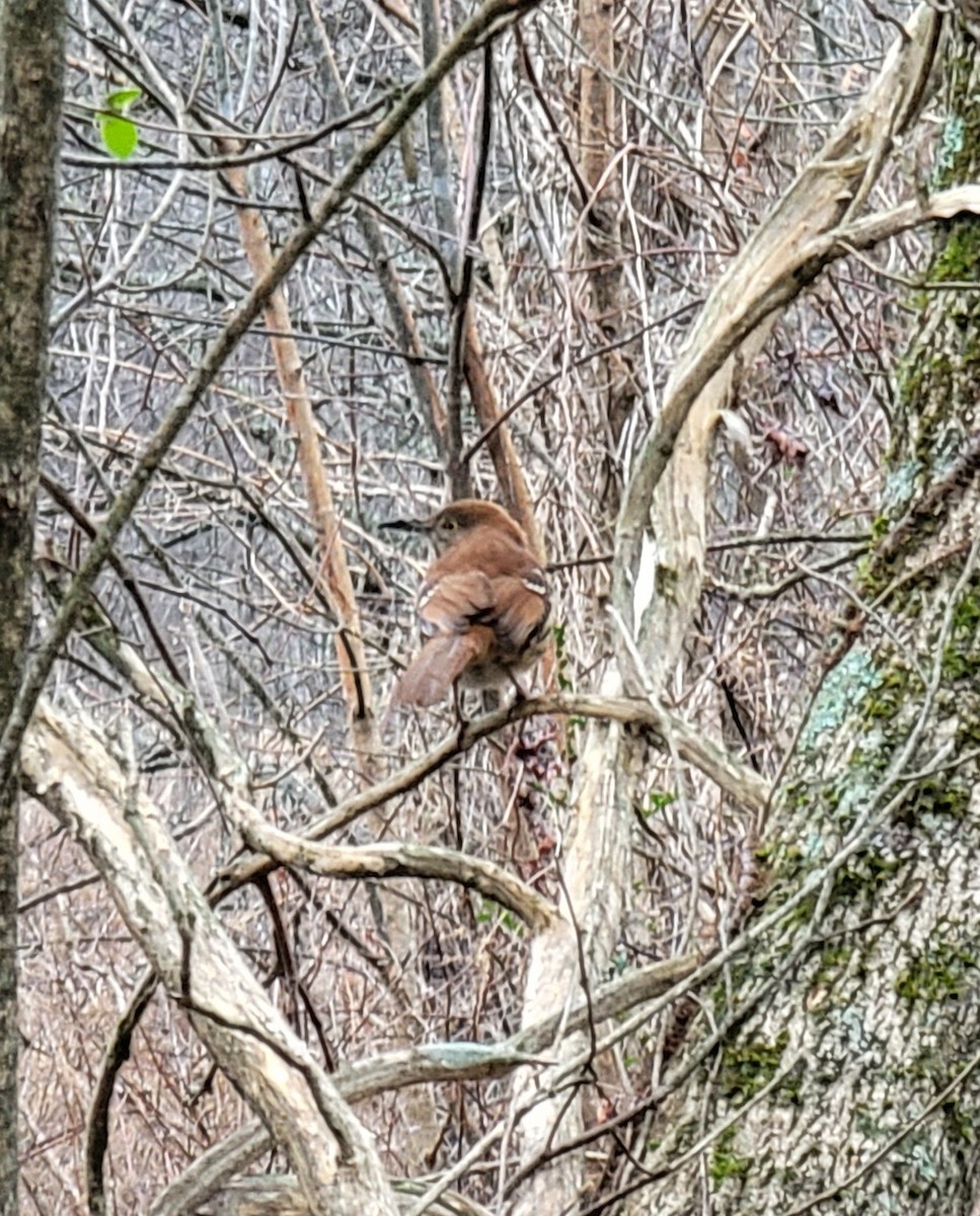 Brown Thrasher - ML407834531