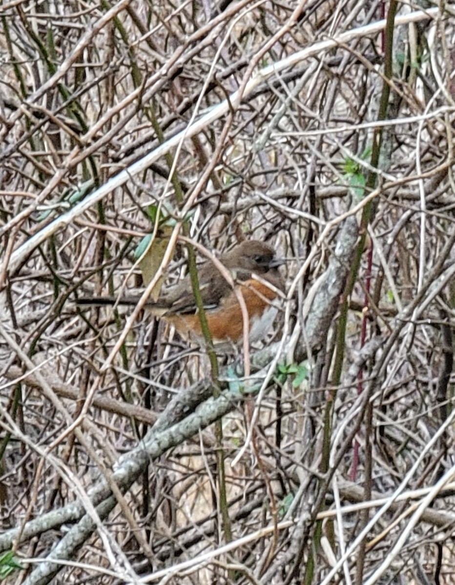 Eastern Towhee - ML407834581