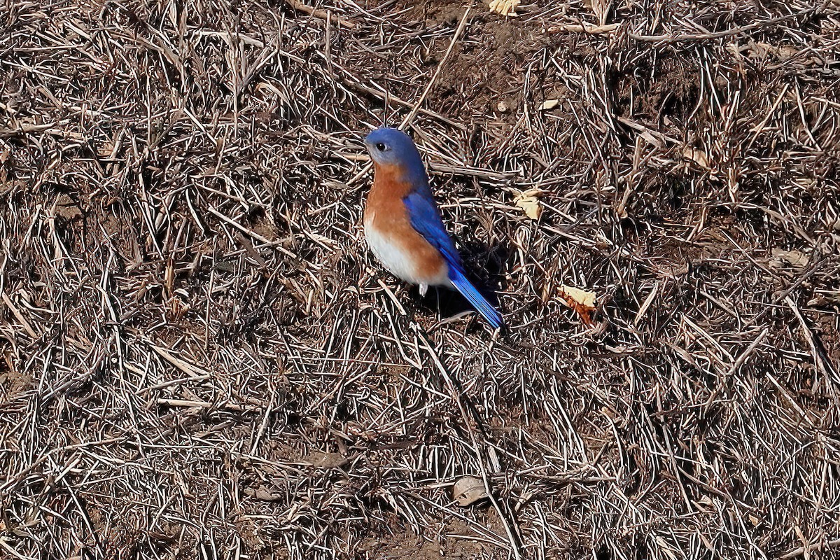 Eastern Bluebird - Tom Moon