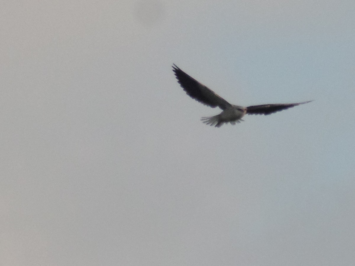 Black-winged Kite - ML407835891