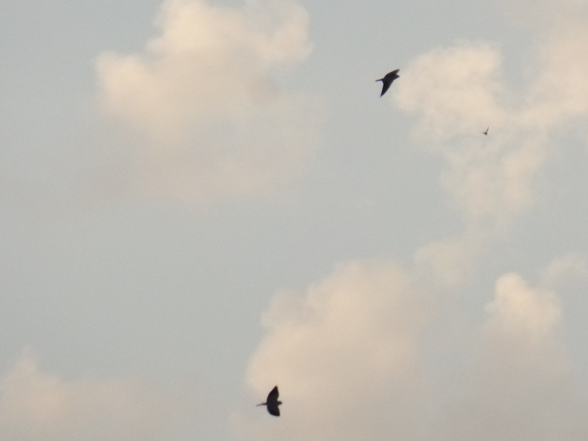 Black-winged Kite - ML407835901