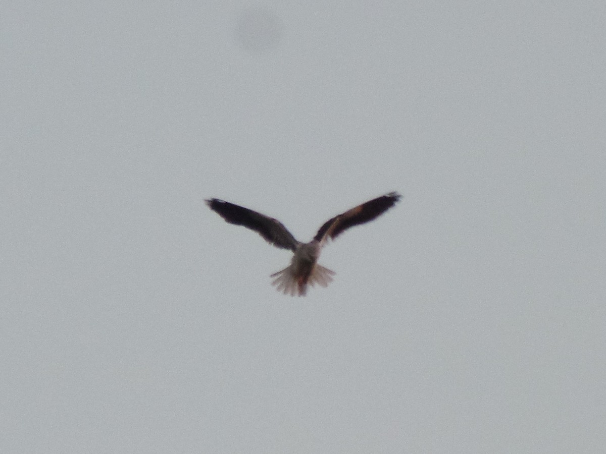Black-winged Kite - ML407835931