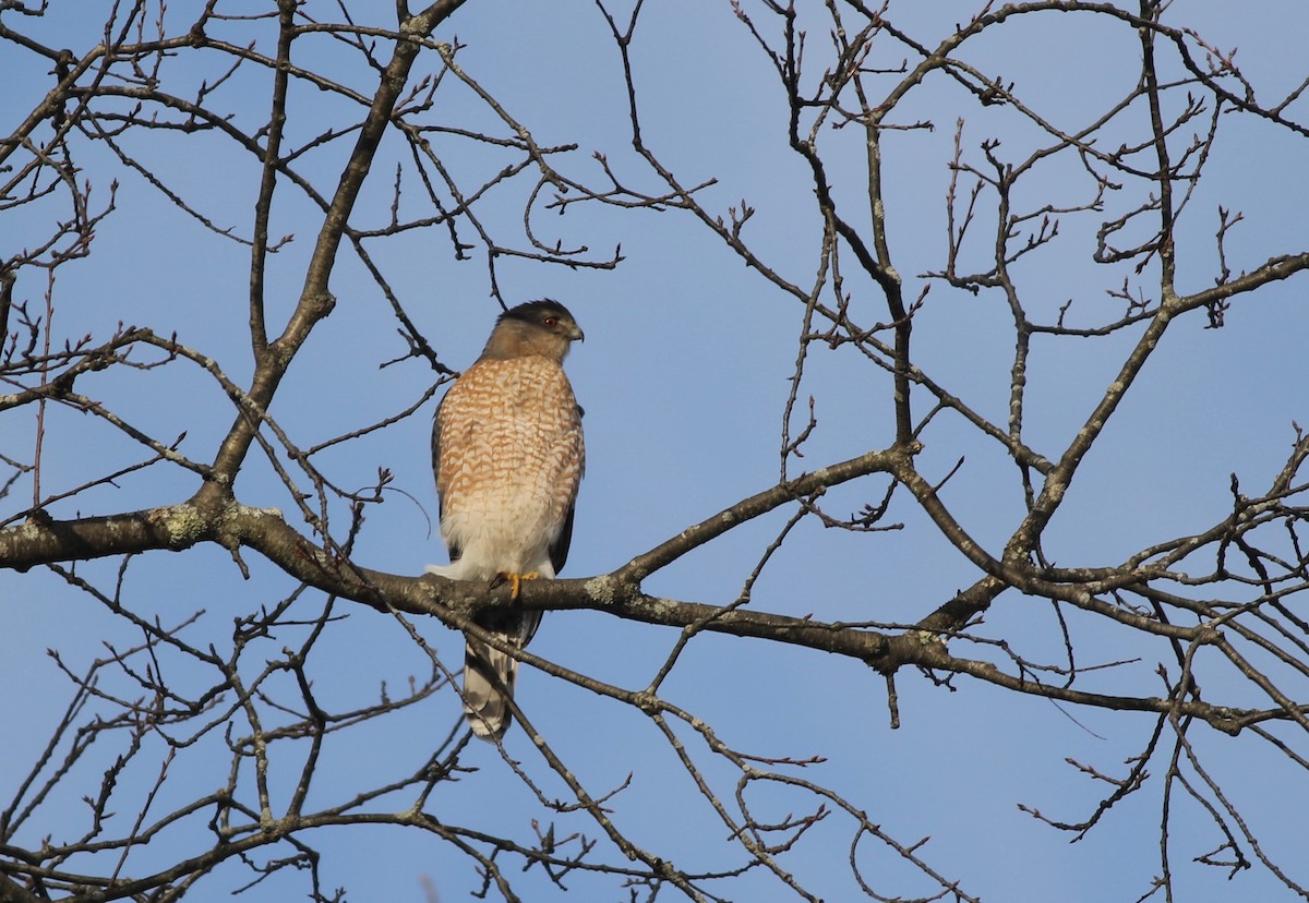 Cooper's Hawk - ML407836631