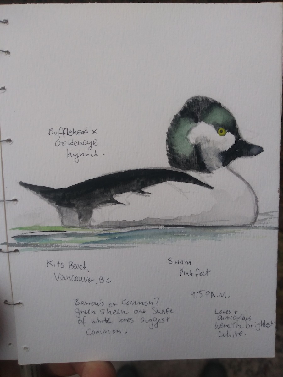 Bufflehead x Common Goldeneye (hybrid) - ML407837341