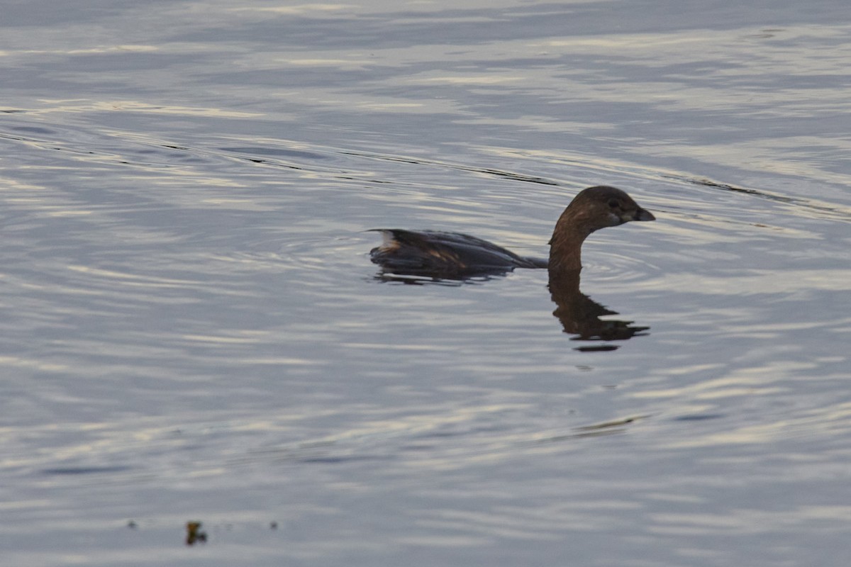 Pied-billed Grebe - ML407838401