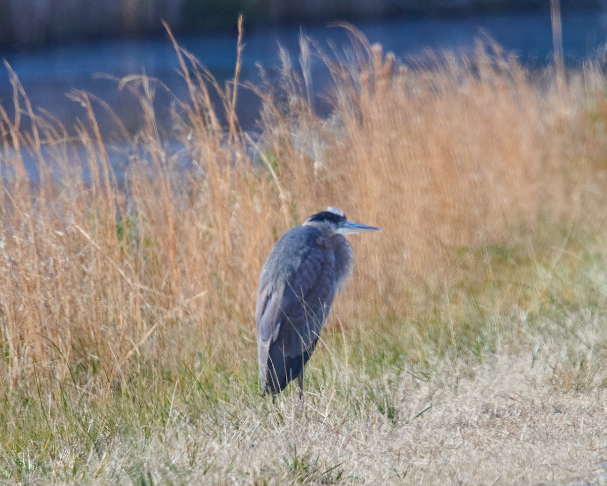 Great Blue Heron - ML407839011