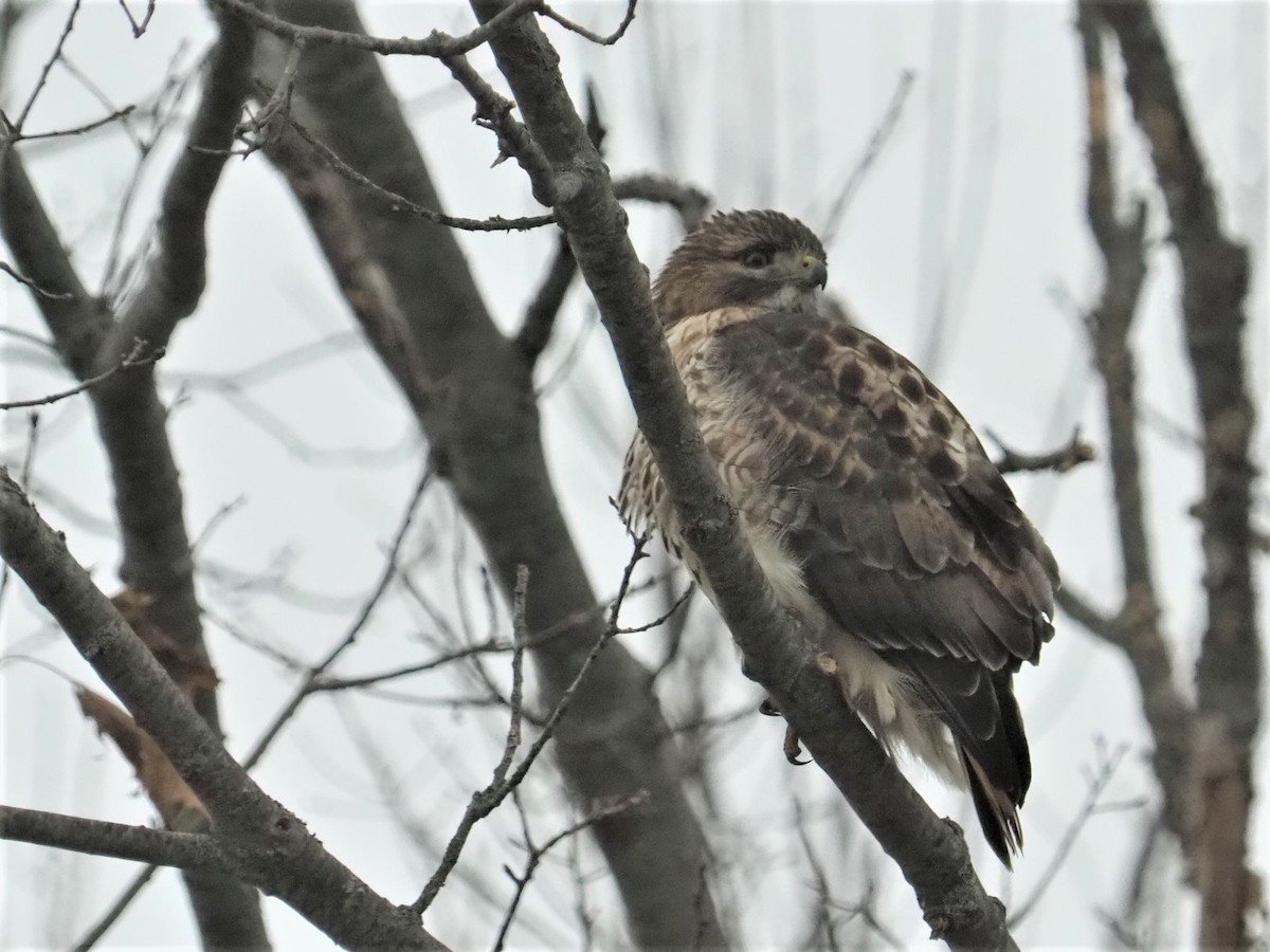 Red-tailed Hawk (borealis) - Bill Bunn