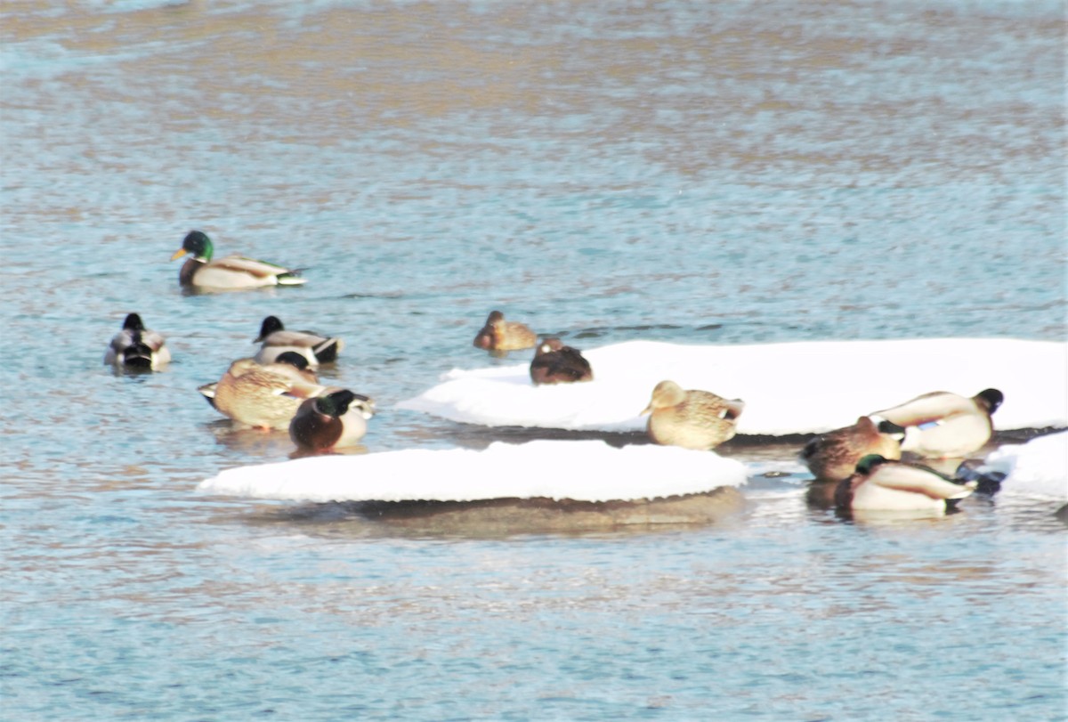 Harlequin Duck - ML407842621