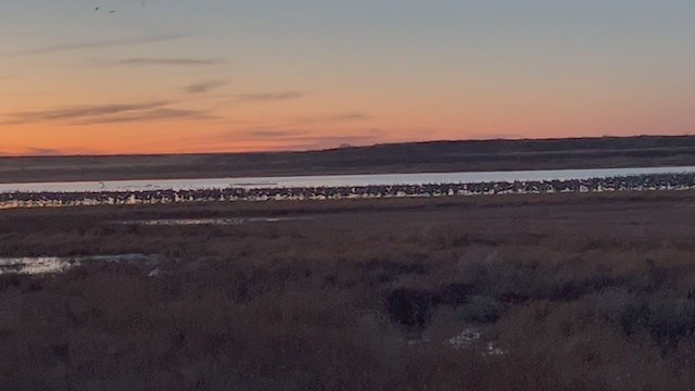 Sandhill Crane - ML407843021