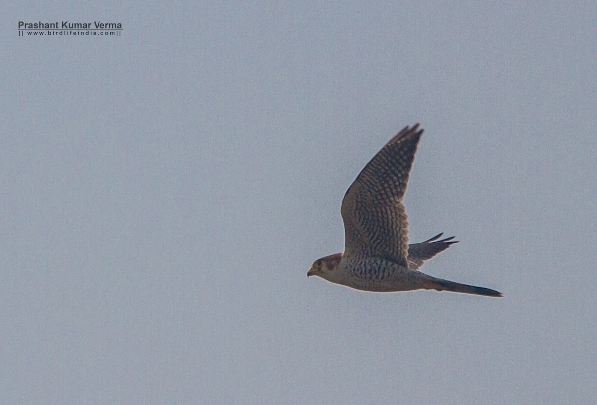 Red-necked Falcon - ML40784421