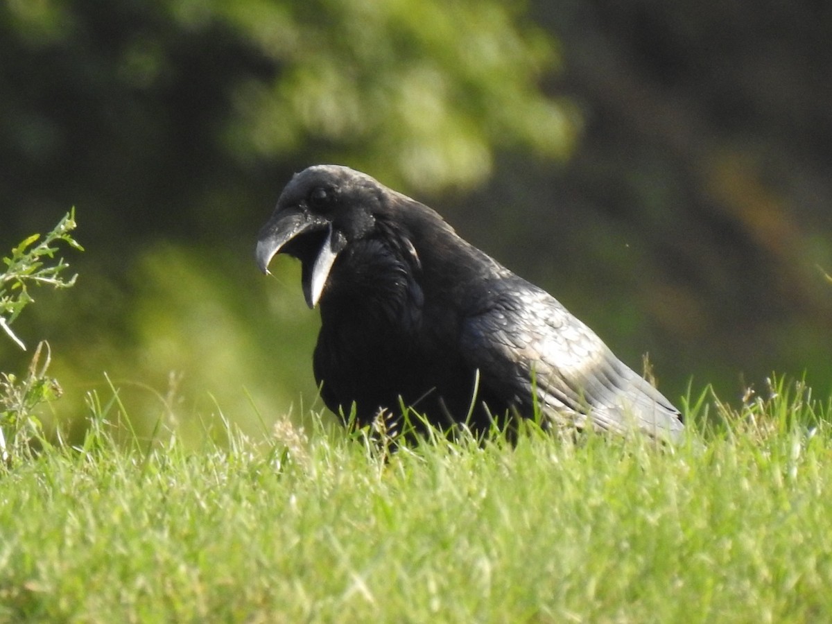 Common Raven - ML407844521