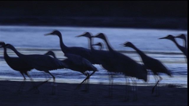 Sandhill Crane - ML407845