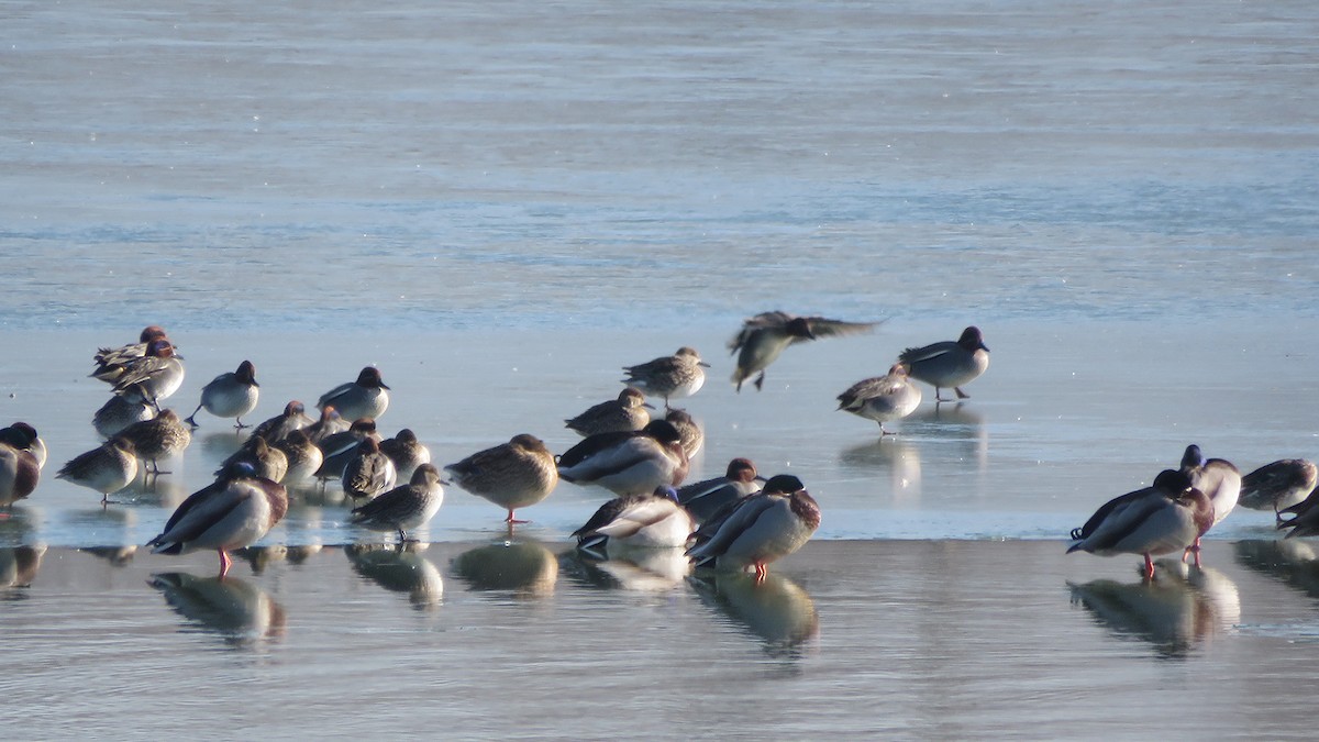 Green-winged Teal (Eurasian) - ML407845571