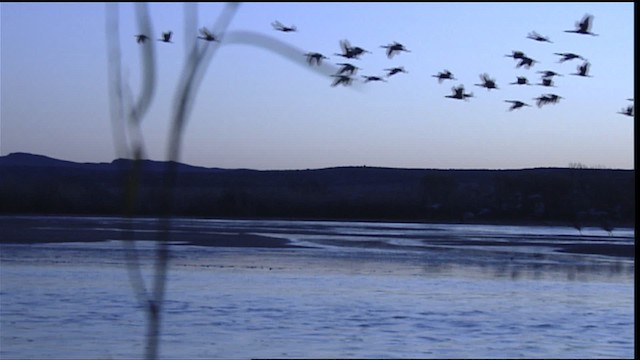 Sandhill Crane - ML407847