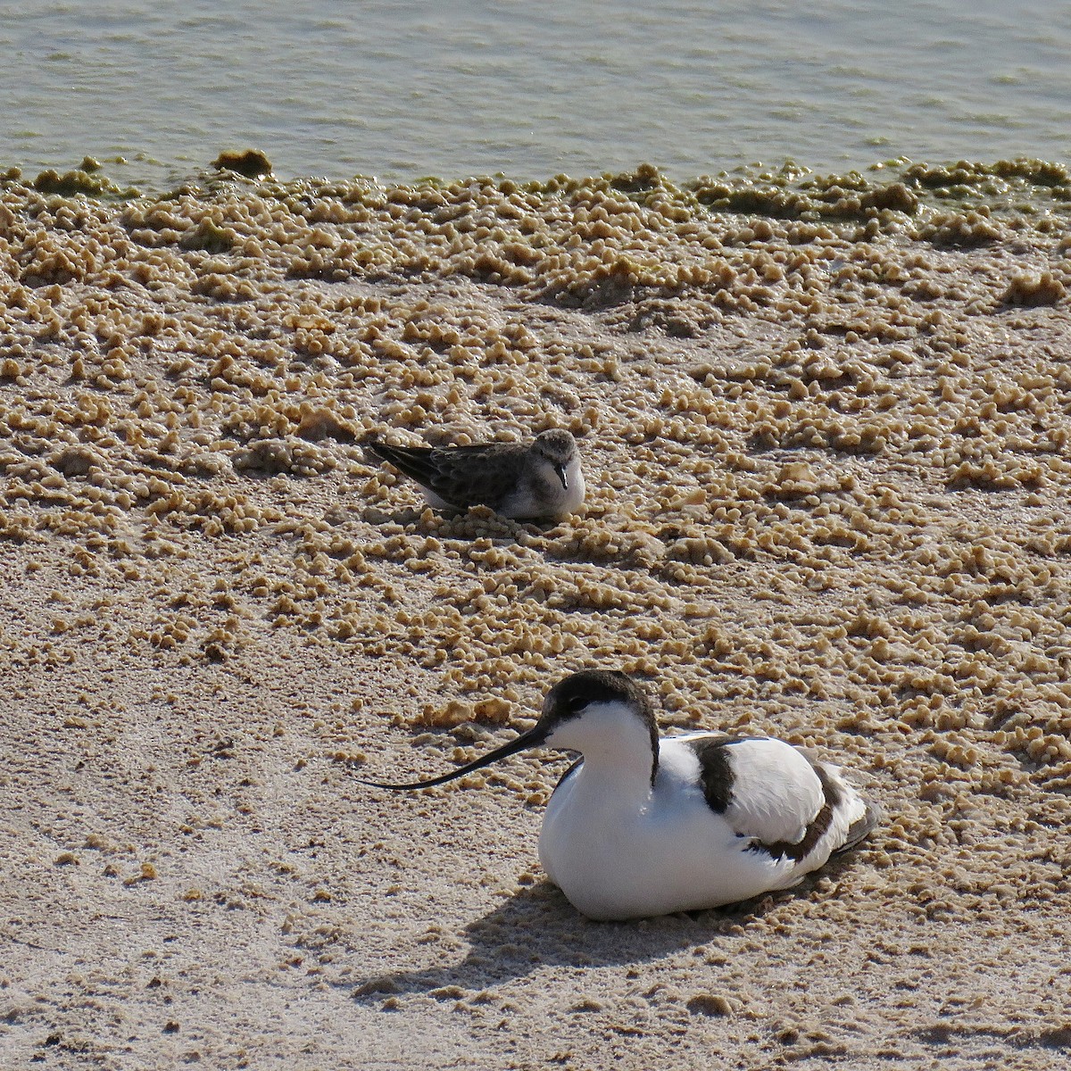 Avoceta Común - ML407848781