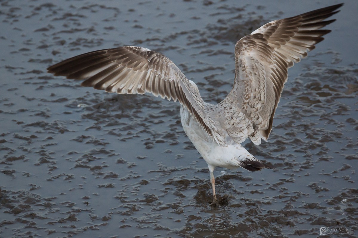 Herring Gull (Mongolian) - Pattaraporn Vangtal