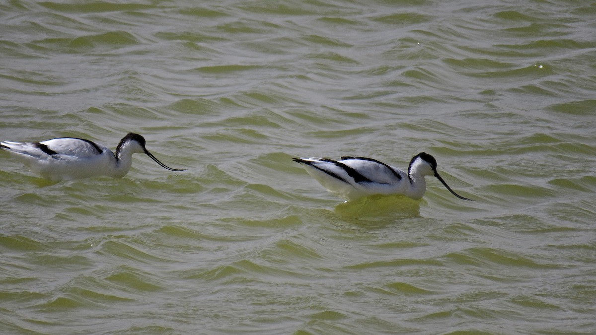 Pied Avocet - ML407849791